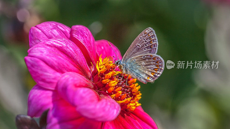 普通蓝蝴蝶或欧洲蓝蝴蝶，(Polyommatus icarus)，蓝凤蝶或蓝凤蝶，百日莲。